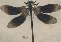 An illustration from (Band 2): ... welcher acht Classen verschiedener sowohl inländischer, als auch einiger ausländischer Insecte enthält (1749)