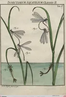 Picture 39 of 80 from (Band 2): ... welcher acht Classen verschiedener sowohl inländischer, als auch einiger ausländischer Insecte enthält (1749), leaf 293