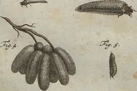 Picture 40 of 80 from (Band 2): ... welcher acht Classen verschiedener sowohl inländischer, als auch einiger ausländischer Insecte enthält (1749), leaf 309