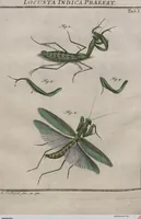 Picture 41 of 80 from (Band 2): ... welcher acht Classen verschiedener sowohl inländischer, als auch einiger ausländischer Insecte enthält (1749), leaf 331