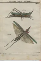 Picture 42 of 80 from (Band 2): ... welcher acht Classen verschiedener sowohl inländischer, als auch einiger ausländischer Insecte enthält (1749), leaf 337