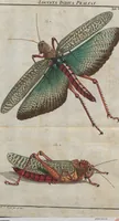 Picture 43 of 80 from (Band 2): ... welcher acht Classen verschiedener sowohl inländischer, als auch einiger ausländischer Insecte enthält (1749), leaf 339