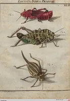 Picture 44 of 80 from (Band 2): ... welcher acht Classen verschiedener sowohl inländischer, als auch einiger ausländischer Insecte enthält (1749), leaf 341