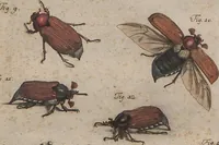 An illustration from (Band 2): ... welcher acht Classen verschiedener sowohl inländischer, als auch einiger ausländischer Insecte enthält (1749)