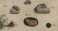 An illustration from (Band 2): ... welcher acht Classen verschiedener sowohl inländischer, als auch einiger ausländischer Insecte enthält (1749)