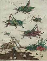 Picture 45 of 80 from (Band 2): ... welcher acht Classen verschiedener sowohl inländischer, als auch einiger ausländischer Insecte enthält (1749), leaf 391