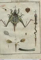 Picture 46 of 80 from (Band 2): ... welcher acht Classen verschiedener sowohl inländischer, als auch einiger ausländischer Insecte enthält (1749), leaf 393