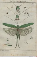 Picture 47 of 80 from (Band 2): ... welcher acht Classen verschiedener sowohl inländischer, als auch einiger ausländischer Insecte enthält (1749), leaf 411