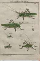 Picture 48 of 80 from (Band 2): ... welcher acht Classen verschiedener sowohl inländischer, als auch einiger ausländischer Insecte enthält (1749), leaf 413