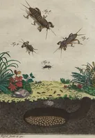 Picture 49 of 80 from (Band 2): ... welcher acht Classen verschiedener sowohl inländischer, als auch einiger ausländischer Insecte enthält (1749), leaf 443