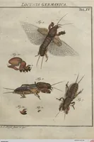 Picture 50 of 80 from (Band 2): ... welcher acht Classen verschiedener sowohl inländischer, als auch einiger ausländischer Insecte enthält (1749), leaf 445