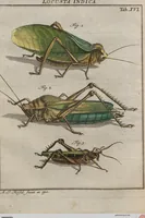 Picture 51 of 80 from (Band 2): ... welcher acht Classen verschiedener sowohl inländischer, als auch einiger ausländischer Insecte enthält (1749), leaf 463