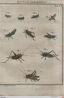 Picture 53 of 80 from (Band 2): ... welcher acht Classen verschiedener sowohl inländischer, als auch einiger ausländischer Insecte enthält (1749), leaf 491