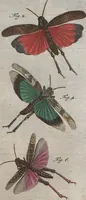 Picture 54 of 80 from (Band 2): ... welcher acht Classen verschiedener sowohl inländischer, als auch einiger ausländischer Insecte enthält (1749), leaf 493
