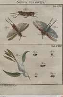 Picture 55 of 80 from (Band 2): ... welcher acht Classen verschiedener sowohl inländischer, als auch einiger ausländischer Insecte enthält (1749), leaf 507