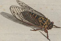 An illustration from (Band 2): ... welcher acht Classen verschiedener sowohl inländischer, als auch einiger ausländischer Insecte enthält (1749)