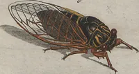 Picture 59 of 80 from (Band 2): ... welcher acht Classen verschiedener sowohl inländischer, als auch einiger ausländischer Insecte enthält (1749), leaf 533