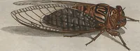 Picture 60 of 80 from (Band 2): ... welcher acht Classen verschiedener sowohl inländischer, als auch einiger ausländischer Insecte enthält (1749), leaf 533