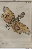 Picture 63 of 80 from (Band 2): ... welcher acht Classen verschiedener sowohl inländischer, als auch einiger ausländischer Insecte enthält (1749), leaf 558