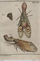 Picture 64 of 80 from (Band 2): ... welcher acht Classen verschiedener sowohl inländischer, als auch einiger ausländischer Insecte enthält (1749), leaf 560