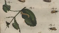 An illustration from (Band 2): ... welcher acht Classen verschiedener sowohl inländischer, als auch einiger ausländischer Insecte enthält (1749)