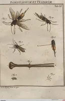 An illustration from (Band 2): ... welcher acht Classen verschiedener sowohl inländischer, als auch einiger ausländischer Insecte enthält (1749)