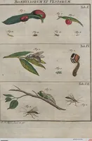 Picture 71 of 80 from (Band 2): ... welcher acht Classen verschiedener sowohl inländischer, als auch einiger ausländischer Insecte enthält (1749), leaf 639