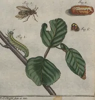 Picture 72 of 80 from (Band 2): ... welcher acht Classen verschiedener sowohl inländischer, als auch einiger ausländischer Insecte enthält (1749), leaf 653