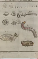 An illustration from (Band 2): ... welcher acht Classen verschiedener sowohl inländischer, als auch einiger ausländischer Insecte enthält (1749)