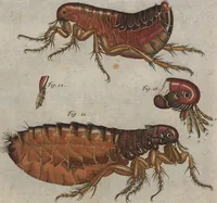 An illustration from (Band 2): ... welcher acht Classen verschiedener sowohl inländischer, als auch einiger ausländischer Insecte enthält (1749)