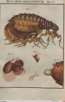 Picture 76 of 80 from (Band 2): ... welcher acht Classen verschiedener sowohl inländischer, als auch einiger ausländischer Insecte enthält (1749), leaf 676