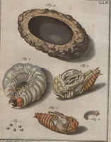 An illustration from (Band 2): ... welcher acht Classen verschiedener sowohl inländischer, als auch einiger ausländischer Insecte enthält (1749)