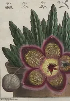 An illustration from (Band 2): ... welcher acht Classen verschiedener sowohl inländischer, als auch einiger ausländischer Insecte enthält (1749)