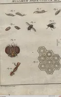 Picture 79 of 80 from (Band 2): ... welcher acht Classen verschiedener sowohl inländischer, als auch einiger ausländischer Insecte enthält (1749), leaf 708