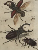 Picture 12 of 80 from (Band 2): ... welcher acht Classen verschiedener sowohl inländischer, als auch einiger ausländischer Insecte enthält (1749), leaf 79