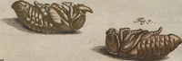 Picture 14 of 80 from (Band 2): ... welcher acht Classen verschiedener sowohl inländischer, als auch einiger ausländischer Insecte enthält (1749), leaf 89