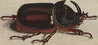Picture 15 of 80 from (Band 2): ... welcher acht Classen verschiedener sowohl inländischer, als auch einiger ausländischer Insecte enthält (1749), leaf 89