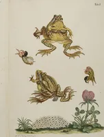 An illustration from Historia Natvralis Ranarvm Nostrativm in qua omnes earum proprietates / Die natürliche Historie der Frösche hiesigen Landes (1758)