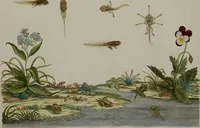 An illustration from Historia Natvralis Ranarvm Nostrativm in qua omnes earum proprietates / Die natürliche Historie der Frösche hiesigen Landes (1758)