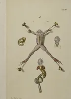 Picture 13 of 33 from Historia Natvralis Ranarvm Nostrativm in qua omnes earum proprietates / Die natürliche Historie der Frösche hiesigen Landes (1758), leaf 140