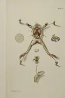 An illustration from Historia Natvralis Ranarvm Nostrativm in qua omnes earum proprietates / Die natürliche Historie der Frösche hiesigen Landes (1758)