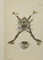 Picture 15 of 33 from Historia Natvralis Ranarvm Nostrativm in qua omnes earum proprietates / Die natürliche Historie der Frösche hiesigen Landes (1758), leaf 144