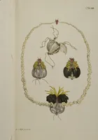 Picture 16 of 33 from Historia Natvralis Ranarvm Nostrativm in qua omnes earum proprietates / Die natürliche Historie der Frösche hiesigen Landes (1758), leaf 148