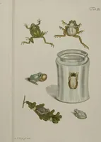 An illustration from Historia Natvralis Ranarvm Nostrativm in qua omnes earum proprietates / Die natürliche Historie der Frösche hiesigen Landes (1758)
