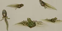 An illustration from Historia Natvralis Ranarvm Nostrativm in qua omnes earum proprietates / Die natürliche Historie der Frösche hiesigen Landes (1758)