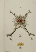 An illustration from Historia Natvralis Ranarvm Nostrativm in qua omnes earum proprietates / Die natürliche Historie der Frösche hiesigen Landes (1758)
