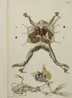 Picture 25 of 33 from Historia Natvralis Ranarvm Nostrativm in qua omnes earum proprietates / Die natürliche Historie der Frösche hiesigen Landes (1758), leaf 164