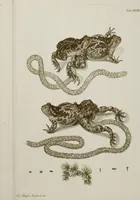 An illustration from Historia Natvralis Ranarvm Nostrativm in qua omnes earum proprietates / Die natürliche Historie der Frösche hiesigen Landes (1758)