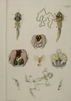 An illustration from Historia Natvralis Ranarvm Nostrativm in qua omnes earum proprietates / Die natürliche Historie der Frösche hiesigen Landes (1758)