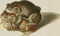 An illustration from Historia Natvralis Ranarvm Nostrativm in qua omnes earum proprietates / Die natürliche Historie der Frösche hiesigen Landes (1758)